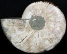 Wide Polished Ammonite Fossil 'Dish' #41637-1